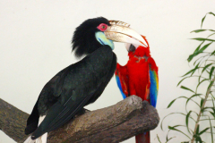 Malaysia, Kuala Lumpur, Vogelpark, Malaien-Hornvogel