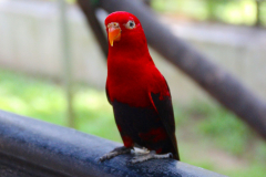 Malaysia, Kuala Lumpur, Vogelpark