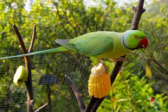 Malaysia, Kuala Lumpur, Vogelpark