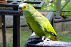 Malaysia, Kuala Lumpur, Vogelpark