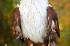 Malaysia, Kuala Lumpur, Vogelpark