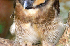 Malaysia, Kuala Lumpur, Vogelpark