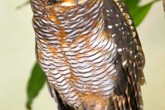 Malaysia, Kuala Lumpur, Vogelpark