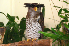 Malaysia, Kuala Lumpur, Vogelpark