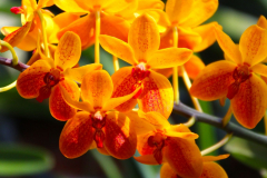 Malaysia, Kuala Lumpur, Orchideengarten