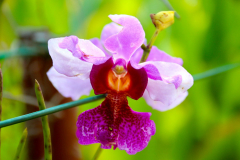 Malaysia, Kuala Lumpur, Orchideengarten