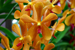 Malaysia, Kuala Lumpur, Orchideengarten