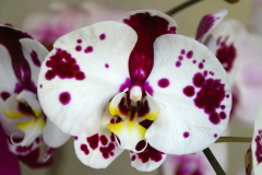 Malaysia, Kuala Lumpur, Orchideengarten