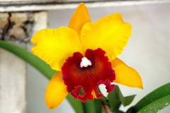 Malaysia, Kuala Lumpur, Orchideengarten