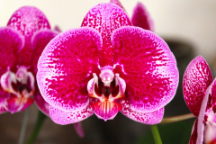 Malaysia, Kuala Lumpur, Orchideengarten