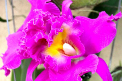 Malaysia, Kuala Lumpur, Orchideengarten