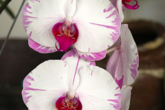 Malaysia, Kuala Lumpur, Orchideengarten