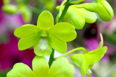 Malaysia, Kuala Lumpur, Orchideengarten