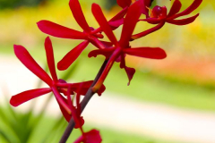 Malaysia, Kuala Lumpur, Orchideengarten