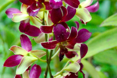 Malaysia, Kuala Lumpur, Orchideengarten