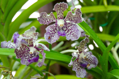 Malaysia, Kuala Lumpur, Orchideengarten