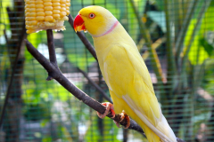 Malaysia, Kuala Lumpur, Vogelpark