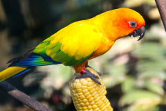Malaysia, Kuala Lumpur, Vogelpark