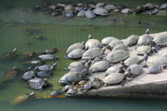Malaysia, Penang, Kek-Lok-Si-Tempel, Schildkrötenteich