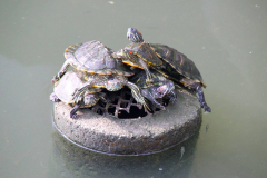 Malaysia, Penang, Kek-Lok-Si-Tempel, Schildkrötenteich