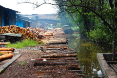 Malaysia, Perak, Kuala Sepetang, Mangroven-Holzstämme