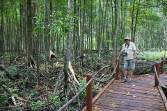Malaysia, Perak, Kuala Sepetang Mangrovenwald