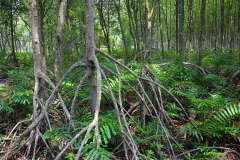 Malaysia, Perak, Kuala Sepetang Mangrovenwald