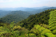 Malaysia, Perak, Banding Island, Temenggor See