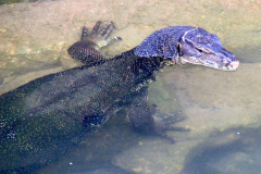 Malaysia, Pulau Tioman, Waran