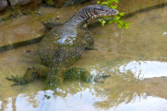 Malaysia, Pulau Tioman, Waran