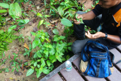 Malaysia, Nationalpark Taman Negara