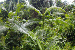 Malaysia, Nationalpark Taman Negara