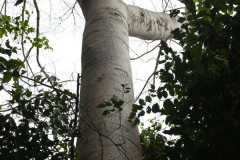 Malaysia, Nationalpark Taman Negara