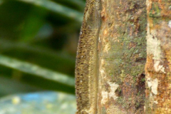 Malaysia, Nationalpark Taman Negara