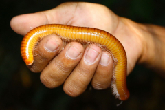 Malaysia, Nationalpark Taman Negara, Tausendfüßer