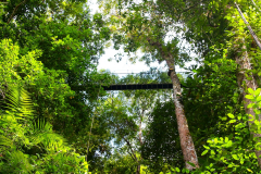 Malaysia, Nationalpark Taman Negara, Kanopi Walkway