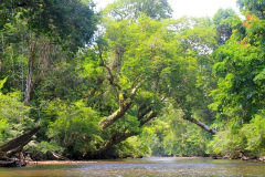Malaysia, Taman Negara, Bootsfahrt zu den Stromschnellen von Lata Berkoh