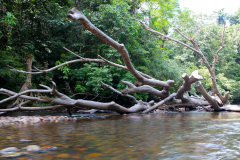 Malaysia, Taman Negara, Bootsfahrt zu den Stromschnellen von Lata Berkoh