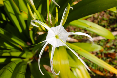 Malaysia, Taman Negara Nationalpark, Weiße Hakenlilie