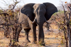 Botswana, Moremi Nationalpark