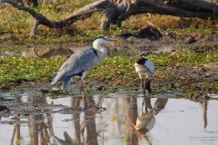 Botswana, Moremi Nationalpark, Schieferreiher