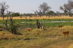 Botswana, Moremi Nationalpark