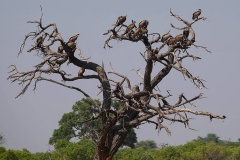 Botswana, Moremi Nationalpark, Geier