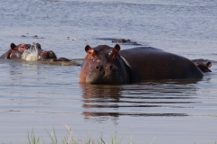 Botswana, Moremi Nationalpark, Flusspferd
