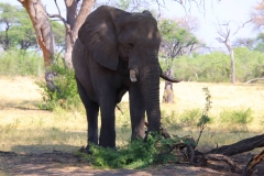 Botswana, Moremi Nationalpark