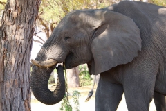 Botswana, Moremi Nationalpark