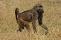 Botswana, Moremi Nationalpark, Pavian
