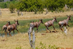 Botswana, Moremi Nationalpark