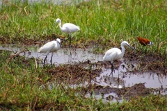 Botswana, Moremi Nationalpark, Reiher