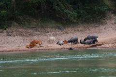 Laos, Nam Ou Fluss, Wasserbüffel